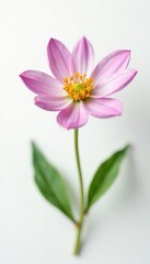 Fototapeta premium Small flower with intricate details on white background, botanical, delicate