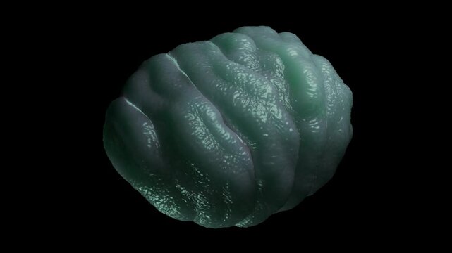 water bear tun close-up shot