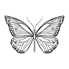 Butterfly Outline Vector Illustration