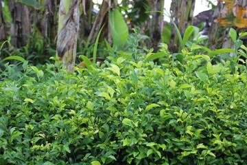 green fresh leaves in the morning