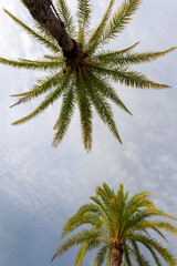 Abstract double exposure of Palm trees in Fiji