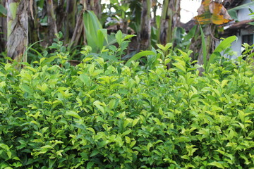 green fresh leaves in the morning