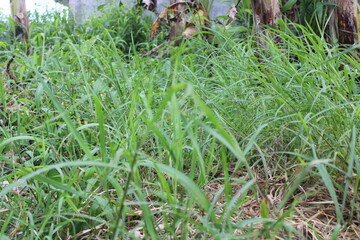view of green lush grass