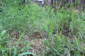 view of green lush grass