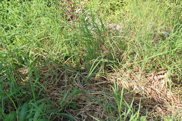photo of fresh green grass in the morning