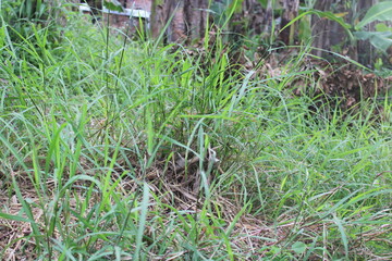view of green lush grass