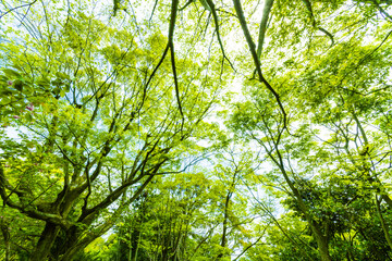 新緑の木