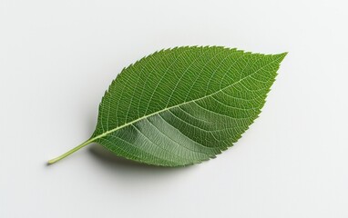 Obraz premium Single green leaf with a speckled texture on a light gray background. The leaf is vibrant and detailed, showcasing intricate veins