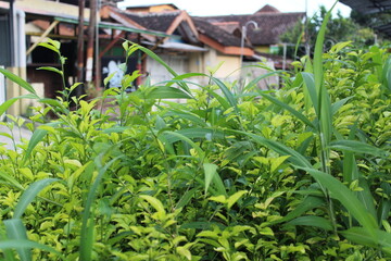 small fresh green leaves on the side of the road