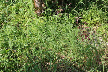 Obraz premium photo of fresh green grass in the morning