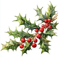 Festive Holly Sprig with Red Berries on White Background