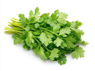 Fototapeta premium Fresh cilantro herb bunch ready for cooking and garnishing.