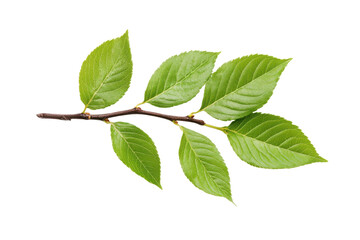 Fototapeta premium Serrated Green Leaves on Thin Brown Branch