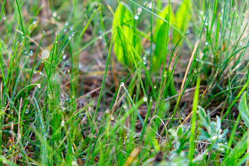 Green grass with morning dew drops