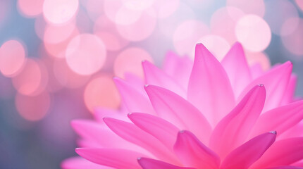 Obraz premium pink lotus flower
