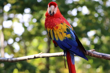 コンゴインコ