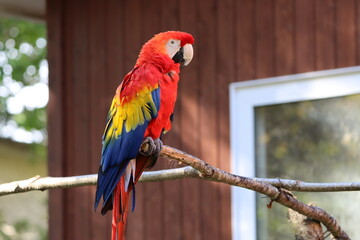 コンゴインコ