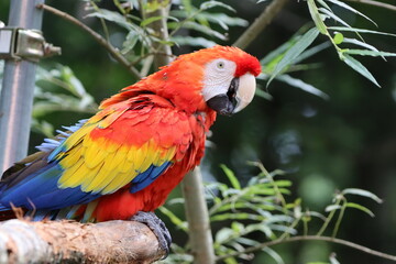 コンゴインコ