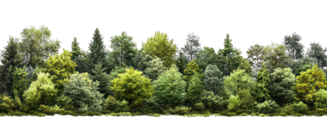 A realistic photograph of an entire forest isolated on a transparent background