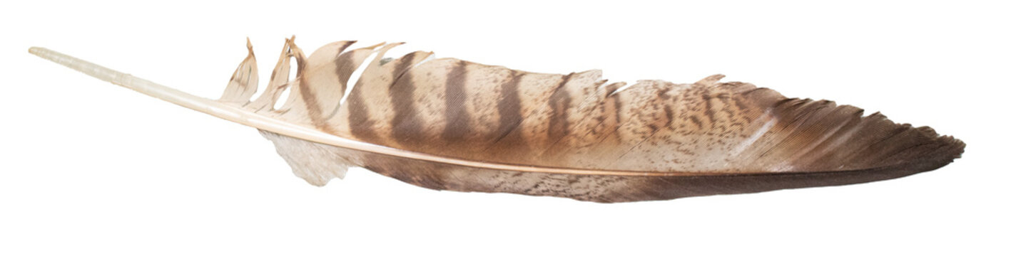 Hawk eagle feather in PNG (Daptrius chimango)