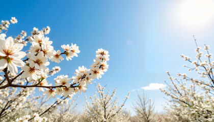 Almond blossoms flourishing under clear blue sky, spring beauty