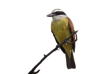 Great kiskadee bemtevi benteveo perched on a branch in PNG (Pitangus sulphuratus) © Matias Popoff