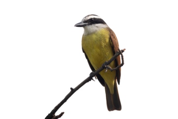 Great kiskadee bemtevi benteveo perched on a branch in PNG (Pitangus sulphuratus)