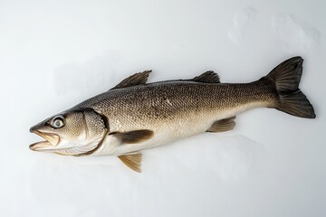A large fish lies on a plain white surface with detail