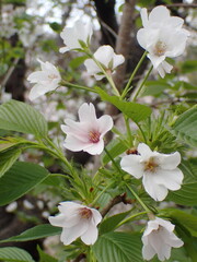 サクラの花
