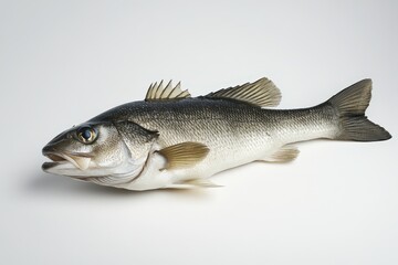 Obraz premium An isolated fish is photographed on a clean white background