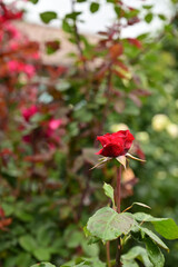 綺麗な紅色のバラの花一輪