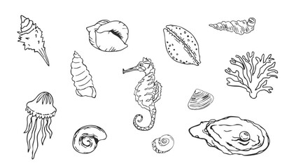 Sea shell sketch ocean life hand drawn illustration. Outline modern style, summer, vacation, beach design elements. Coral and seaweed, starfish line. 