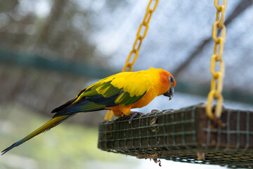 Orange bright parrot Sunny aratanga eats from the feeder