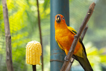 Orange bright parrot Sunny aratanga eats corn, world of birds