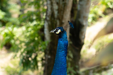 Obraz premium beautiful head of peacock bird with crest in park