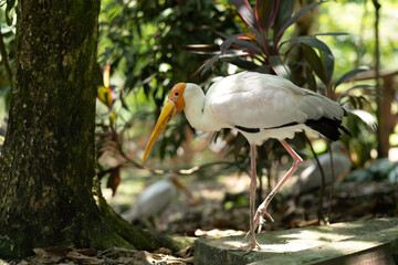 Yellow-billed stork walks in the bird park
