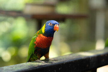 beautiful Rainbow Lorikeet in bird park, colorful parrot in Malaysia