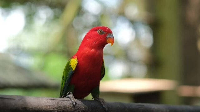 chattering lory red color sits on a perch, bird park in Malaysia