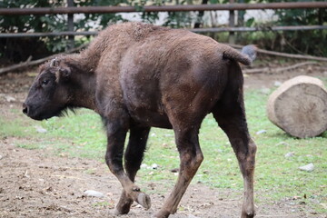 アメリカバイソン