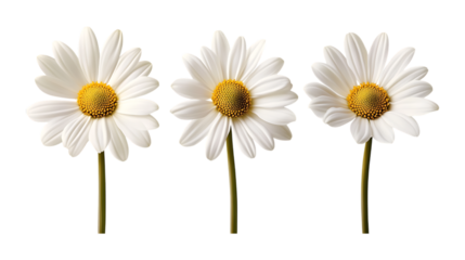 Pack of Daisy Flowers set Against Transparent Background for Floral Design, Botanical Illustrations, or Home Decor