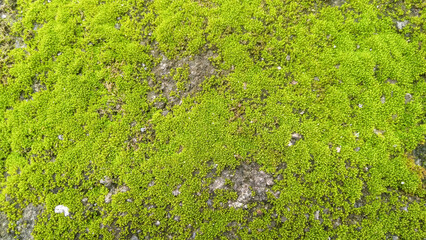 Detailed close-up of vibrant green moss growing in nature
