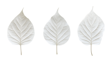 Pack of Elegant White Leaves set Against Transparent Background for Minimalist Decor, Nature-Inspired Design, or Botanical Illustration