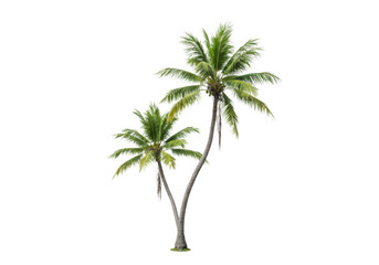 Obraz premium Two elegant palm trees with lush fronds, symbolizing calm and tropical serenity on png transparent background