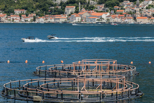 Net cages of a sea fish farm