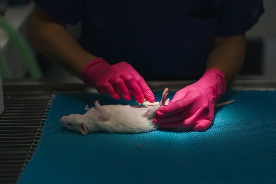 Veterinarian examining a white rat lying on a blue surface