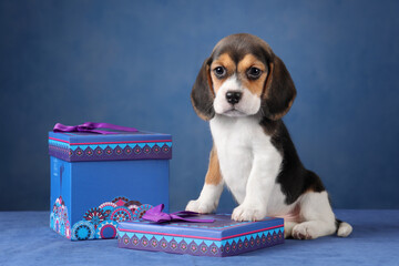 Cute little beagle puppy with gift box on blue background