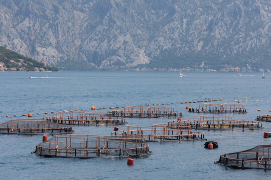 Artificial breeding fish in food production aquaculture industry
