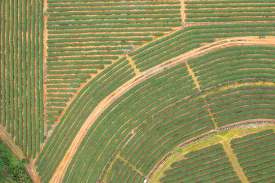 Aerial View of an Organized Tea Plantation with Winding Paths
