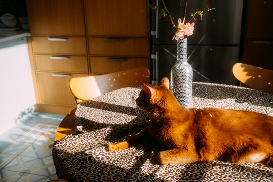 Cat relaxes on a leopard print tablecloth