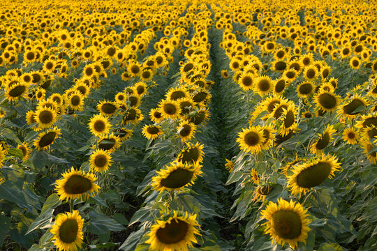 Rows of sunflowers